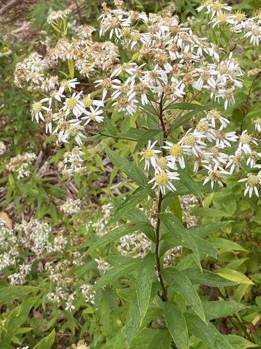 Doellingeria umbellata, photograph 2