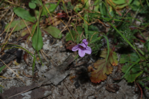 Erodium botrys, photograph 3