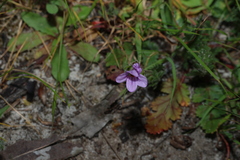 Erodium botrys, photograph (c) Greg Tasney, some rights reserved (CC BY-SA)