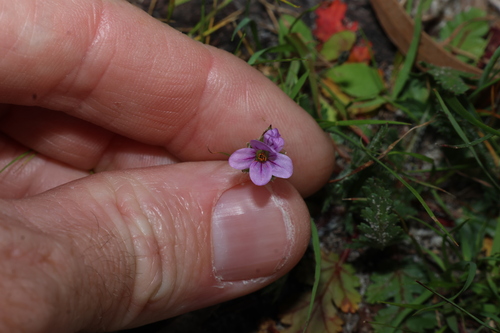 Erodium botrys, photograph 4