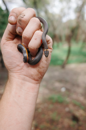 Prairie Ringneck Snake