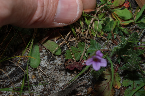 Erodium botrys, photograph 5