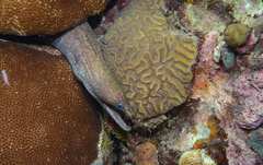 Enchelycore nigricans