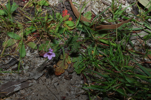 Erodium botrys, photograph 6