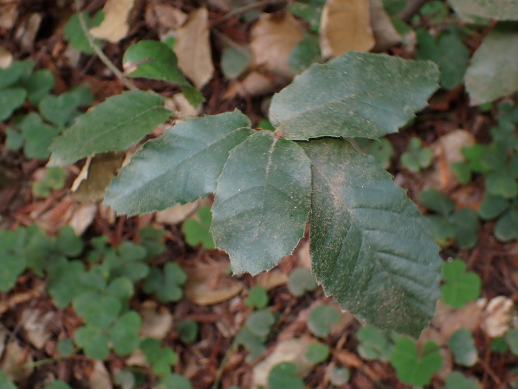 Notholithocarpus densiflorus; photograph (c) Lia Keener, some rights reserved (CC BY)