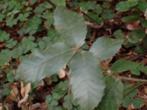 Notholithocarpus densiflorus, photograph 1