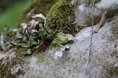 Dendrobium linguiforme