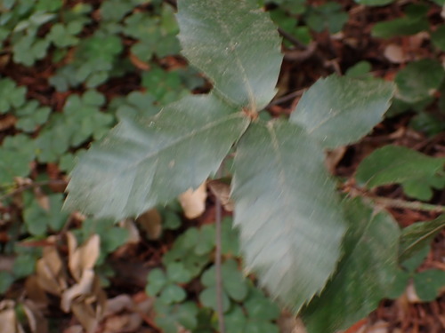 Notholithocarpus densiflorus, photograph 2