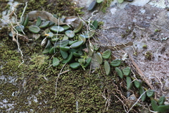 Dendrobium linguiforme, photograph (c) Sofia Zvolanek, some rights reserved (CC BY)