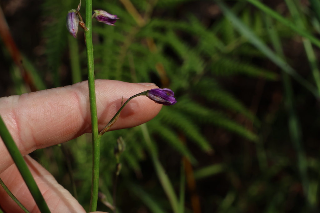 Arthropodium strictum; photograph (c) Greg Tasney, some rights reserved (CC BY-SA)