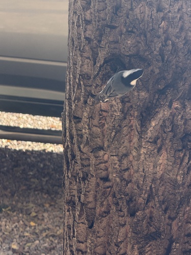 White-breasted Nuthatch