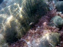 Diplodus