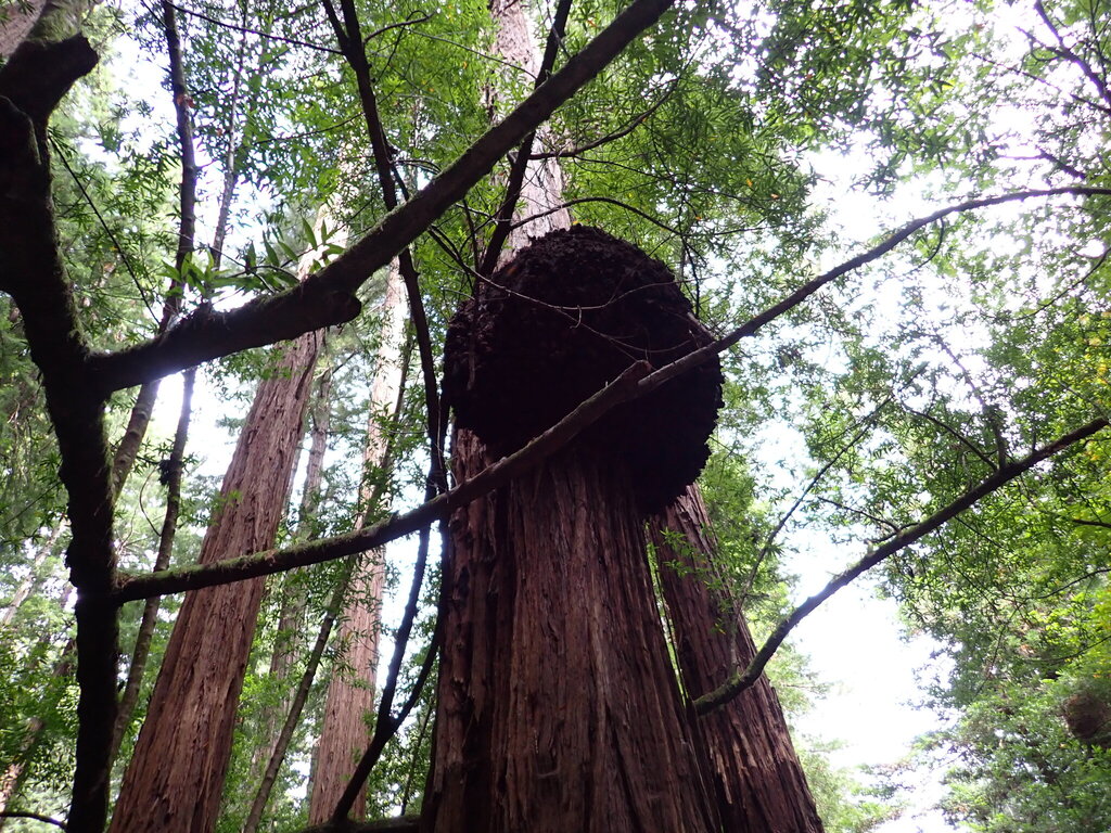Sequoia sempervirens; photograph (c) Lia Keener, some rights reserved (CC BY)