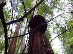 Sequoia sempervirens