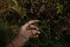 (c) Greg Tasney, some rights reserved (CC BY-SA) Arthropodium strictum, photograph (c) Greg Tasney, some rights reserved (CC BY-SA)