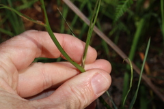 (c) Greg Tasney, some rights reserved (CC BY-SA) Arthropodium strictum, photograph (c) Greg Tasney, some rights reserved (CC BY-SA)