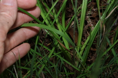 (c) Greg Tasney, some rights reserved (CC BY-SA) Arthropodium strictum, photograph (c) Greg Tasney, some rights reserved (CC BY-SA)