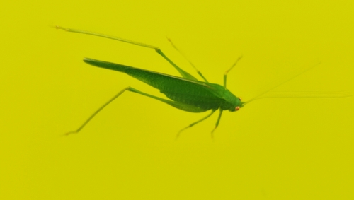 Great Green Bush-cricket