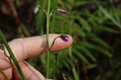 (c) Greg Tasney, some rights reserved (CC BY-SA) Arthropodium strictum, photograph (c) Greg Tasney, some rights reserved (CC BY-SA)