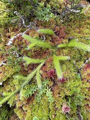 Lycopodium clavatum