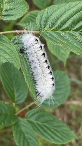 Hickory Tussock Moth