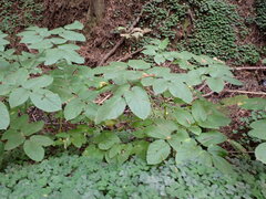 Aralia californica