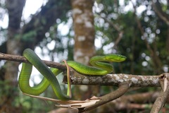 Trimeresurus nebularis
