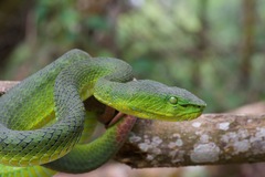 Trimeresurus nebularis
