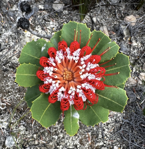 Banksia coccinea, photograph 1