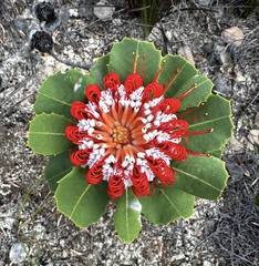 Banksia coccinea, photograph (c) desertnaturalist, some rights reserved (CC BY)