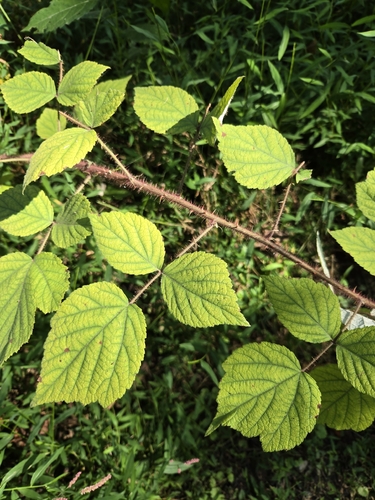 Rubus phoenicolasius, photograph 2