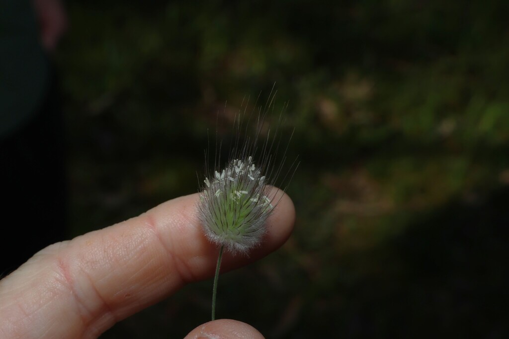 Lagurus ovatus; photograph (c) Greg Tasney, some rights reserved (CC BY-SA)