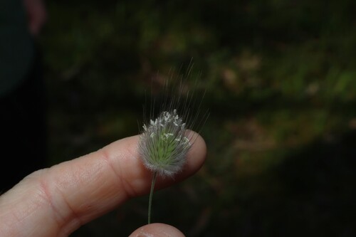 Lagurus ovatus
