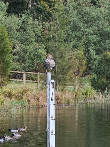 Australian Wood Duck