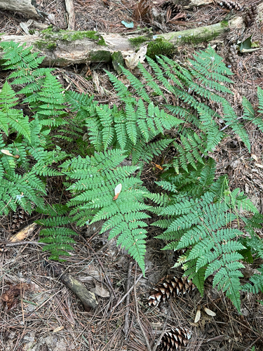 Dryopteris intermedia, photograph 3
