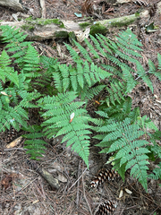 Dryopteris intermedia, photograph (c) Andrew Sebastian, some rights reserved (CC BY)