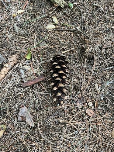 Pinus strobus, photograph 5