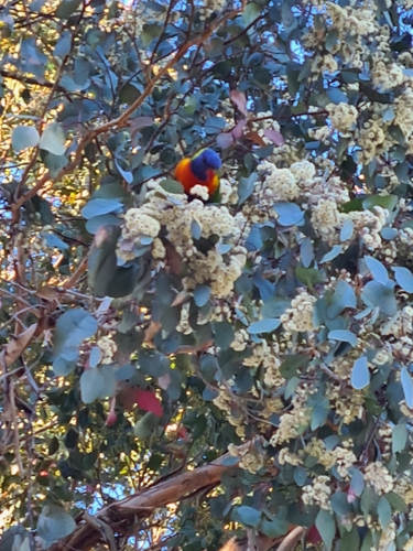 Rainbow Lorikeet