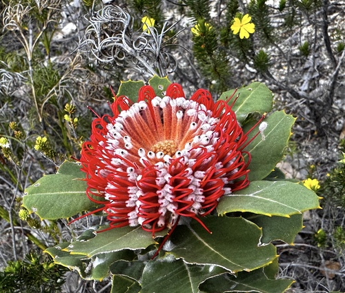 Banksia coccinea