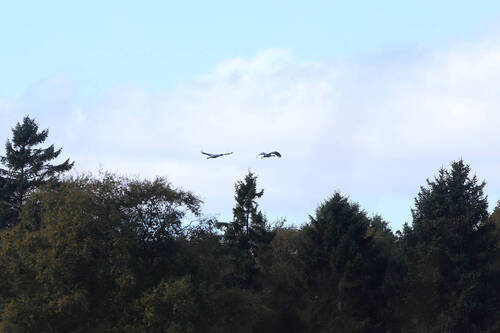 Common Crane