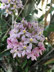 Epidendrum secundum