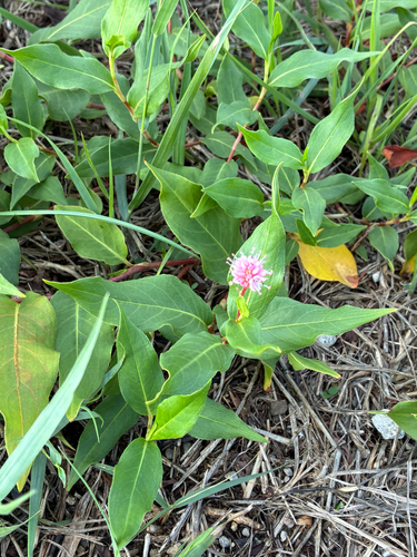 water smartweed