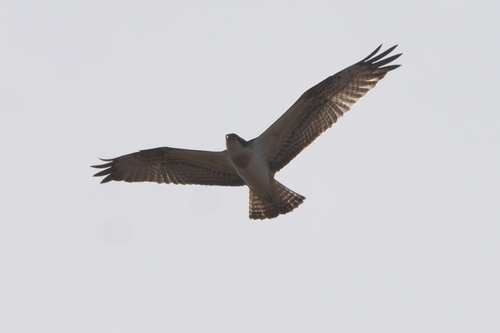 Osprey