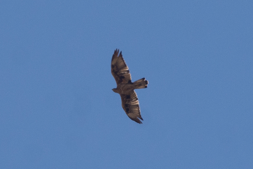 Bonelli's Eagle