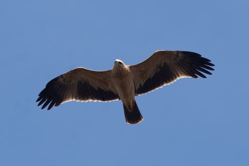 Spanish Eagle