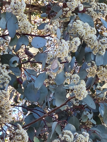 Silver Dollar Gum