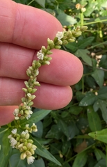 Persicaria glabra