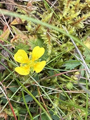 Potentilla erecta