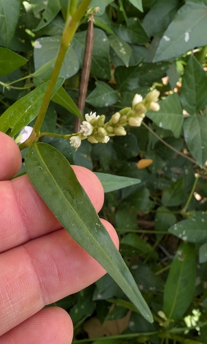 Persicaria glabra, photograph 2