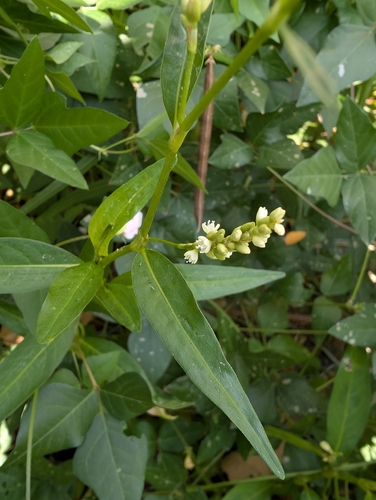 Persicaria glabra, photograph 3